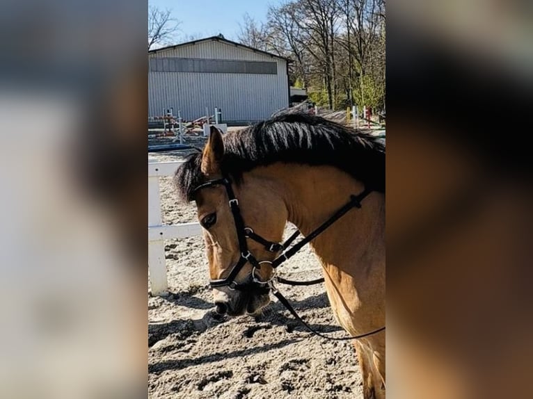 Pony tedesco Castrone 10 Anni 135 cm Falbo in Wulfsen