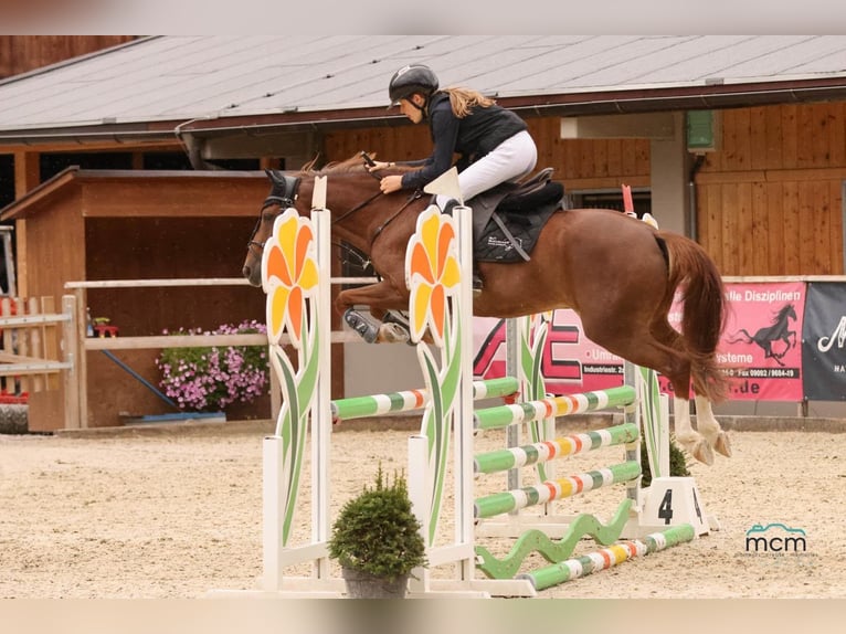 Pony tedesco Castrone 10 Anni 139 cm Sauro scuro in Leutkirch im Allgäu