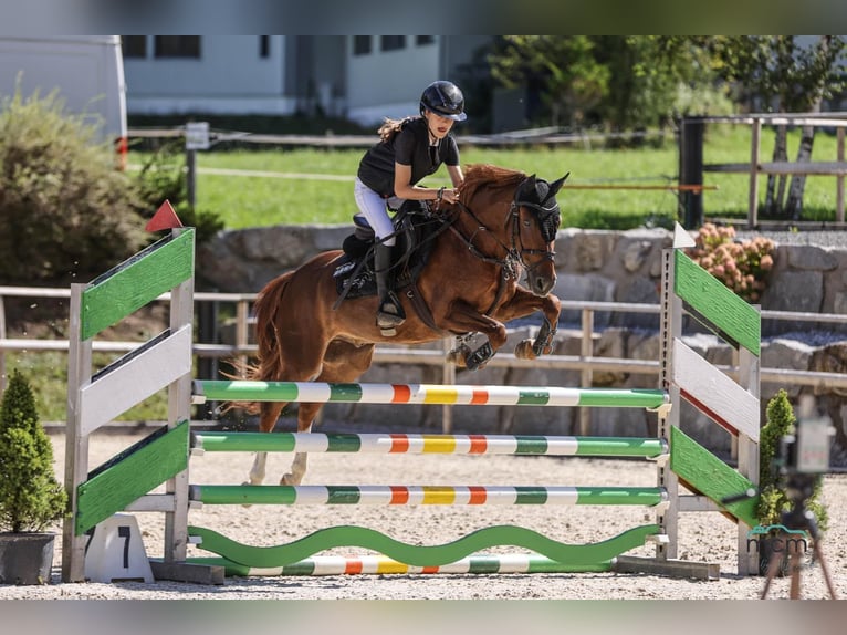 Pony tedesco Castrone 10 Anni 139 cm Sauro scuro in Leutkirch im Allgäu