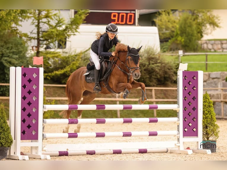 Pony tedesco Castrone 10 Anni 139 cm Sauro scuro in Leutkirch im Allgäu