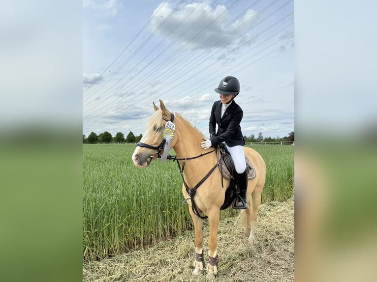 Pony tedesco Castrone 10 Anni 142 cm Dunalino in Vettweiß