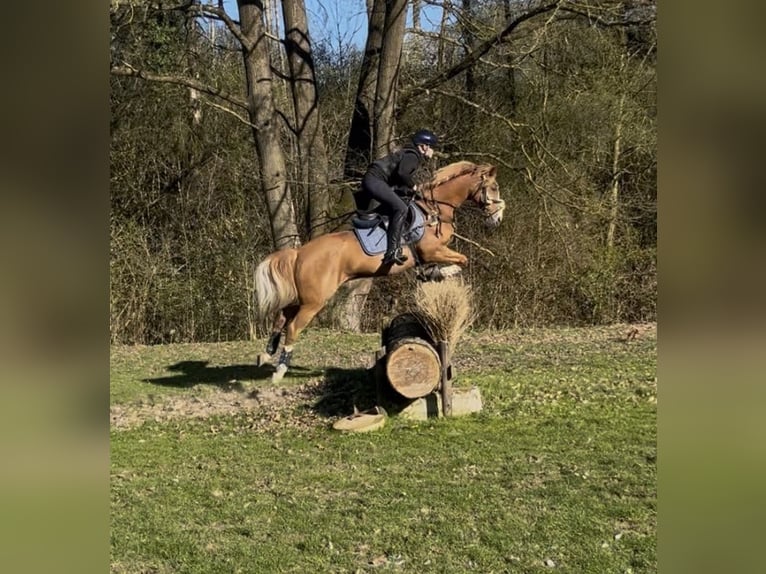 Pony tedesco Castrone 10 Anni 142 cm Sauro in Abbenrode