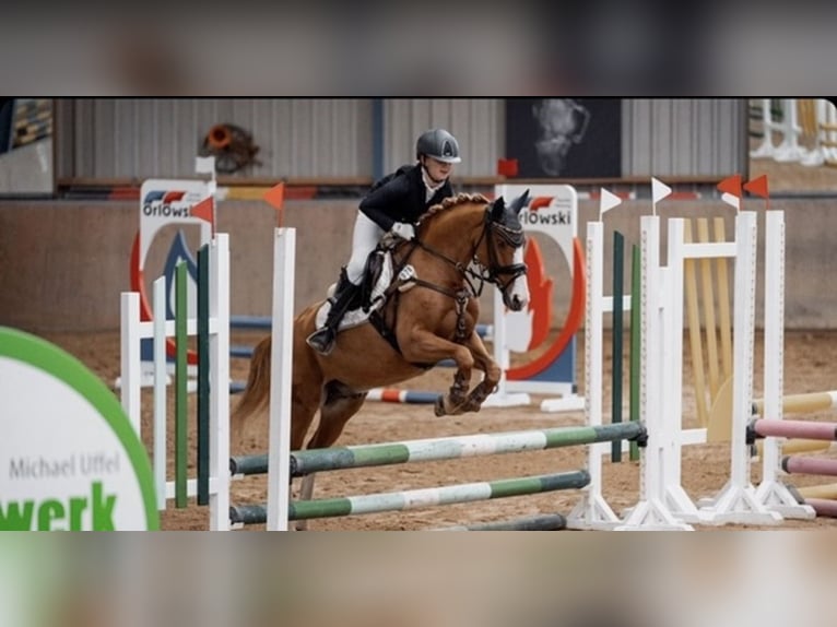 Pony tedesco Castrone 10 Anni 142 cm Sauro in Abbenrode