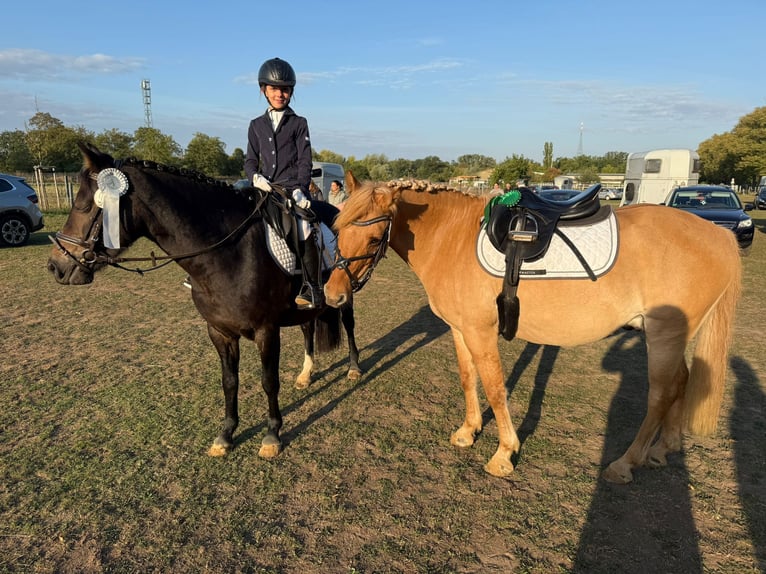 Pony tedesco Castrone 10 Anni 143 cm Falbo in Cröchern