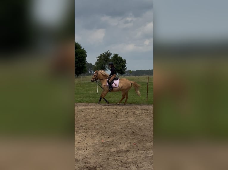 Pony tedesco Castrone 10 Anni 143 cm Falbo in Cröchern
