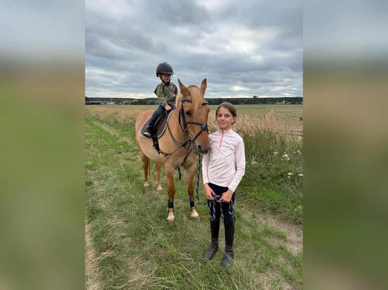 Pony tedesco Castrone 10 Anni 143 cm Falbo in Cröchern