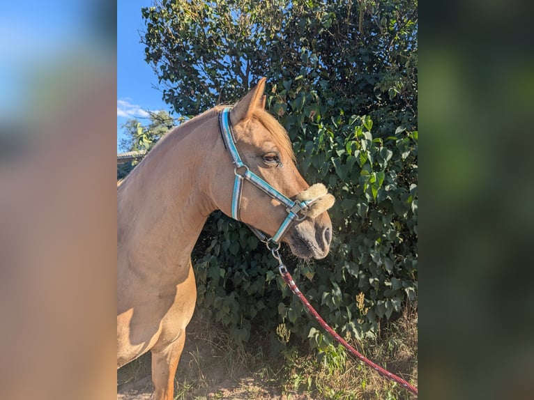 Pony tedesco Castrone 10 Anni 143 cm Falbo in Cröchern