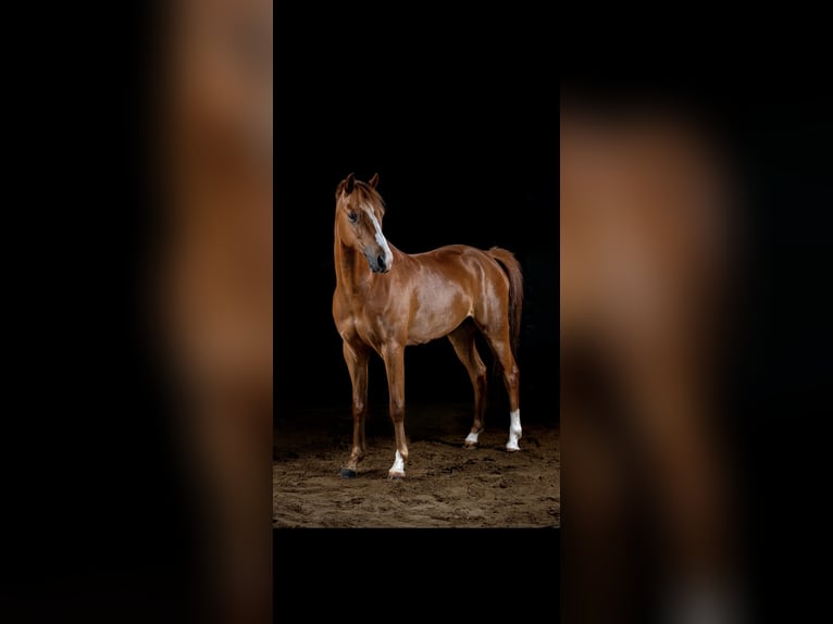 Pony tedesco Castrone 10 Anni 143 cm Sauro in Handewitt