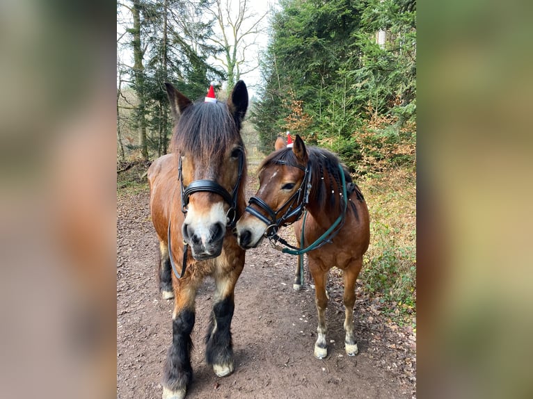 Pony tedesco Mix Castrone 10 Anni 144 cm Baio in Freiburg im Breisgau