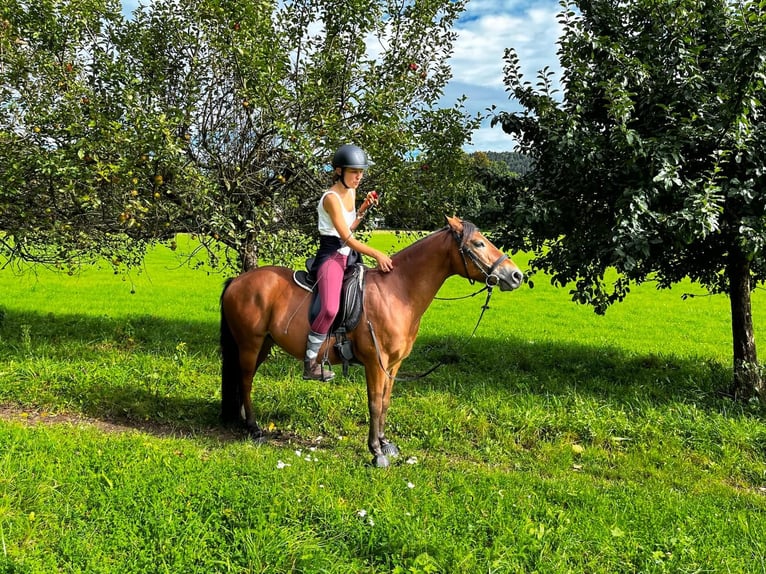 Pony tedesco Mix Castrone 10 Anni 144 cm Baio in Freiburg im Breisgau