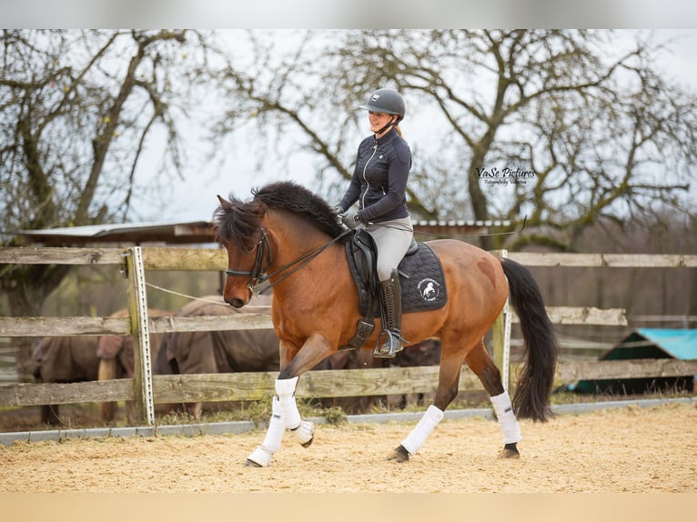 Pony tedesco Mix Castrone 10 Anni 145 cm Baio in Hetzles