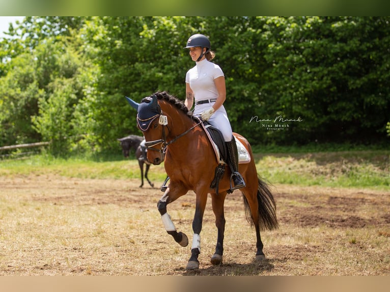 Pony tedesco Mix Castrone 10 Anni 145 cm Baio in Hetzles