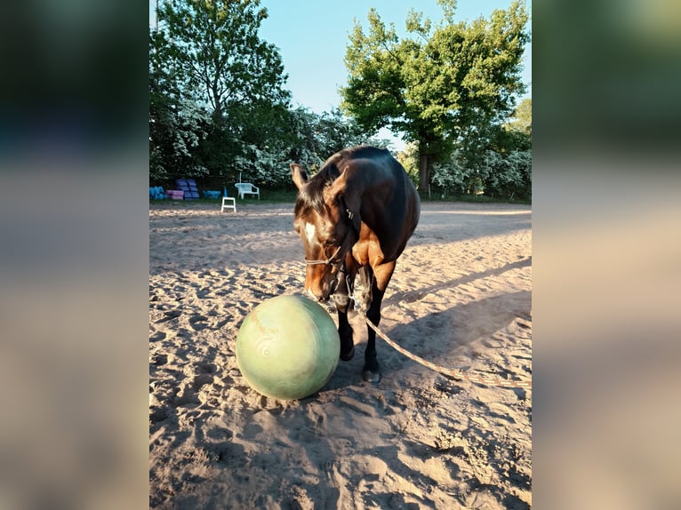 Pony tedesco Castrone 10 Anni 145 cm Baio nero in Horst