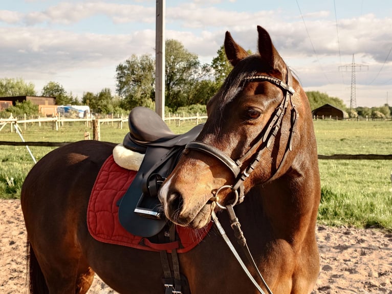 Pony tedesco Castrone 10 Anni 145 cm Baio nero in Horst