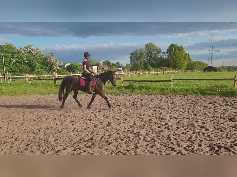 Pony tedesco Castrone 10 Anni 145 cm Baio nero in Horst