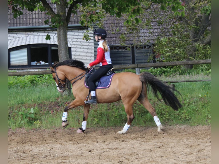 Pony tedesco Castrone 10 Anni 145 cm Falbo in Sch&#xF6;nkirchen