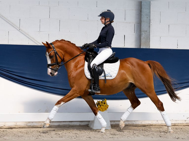 Pony tedesco Castrone 10 Anni 145 cm Sauro scuro in Marsberg