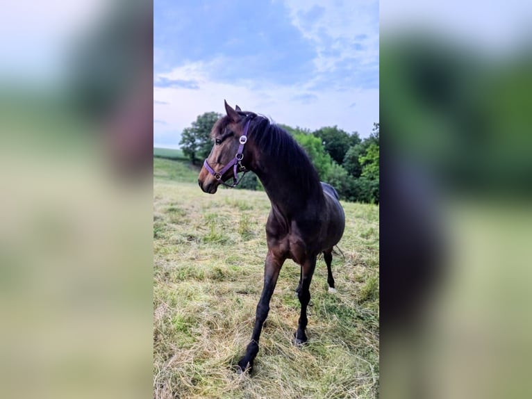 Pony tedesco Castrone 10 Anni 146 cm Baio in Gera