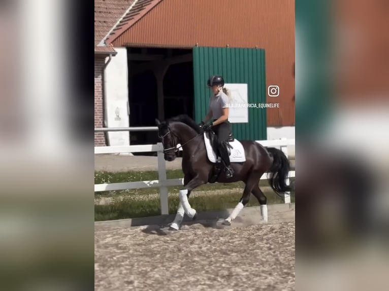 Pony tedesco Castrone 10 Anni 146 cm Morello in Stuhr