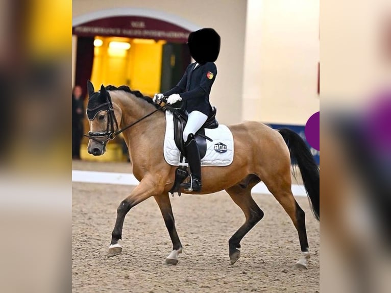 Pony tedesco Castrone 10 Anni 146 cm Pelle di daino in Minden