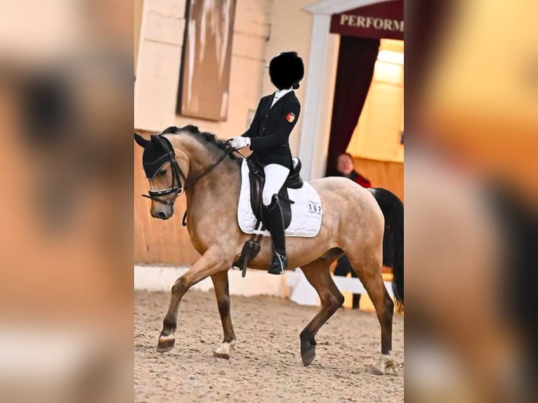 Pony tedesco Castrone 10 Anni 146 cm Pelle di daino in Minden