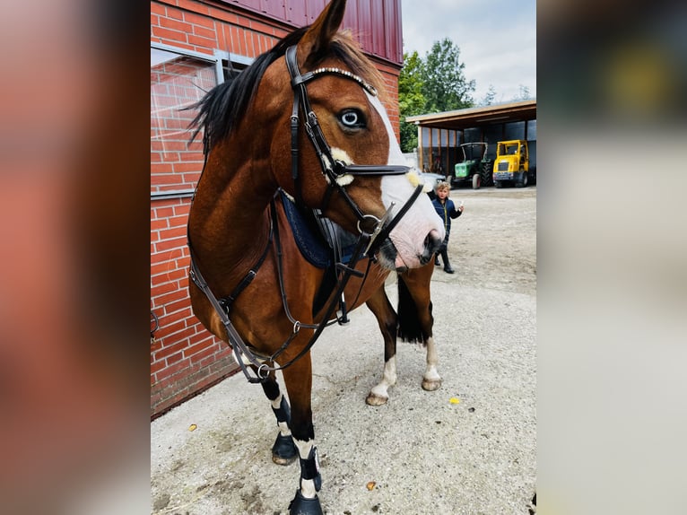 Pony tedesco Castrone 10 Anni 147 cm Baio in Tinningstedt