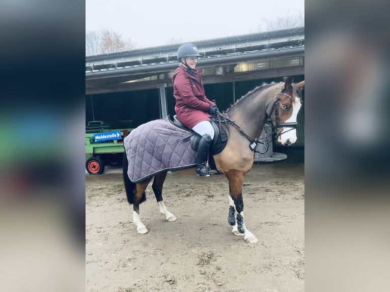 Pony tedesco Castrone 10 Anni 147 cm Baio in Tinningstedt