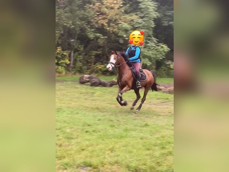 Pony tedesco Castrone 10 Anni 147 cm Baio in Tinningstedt