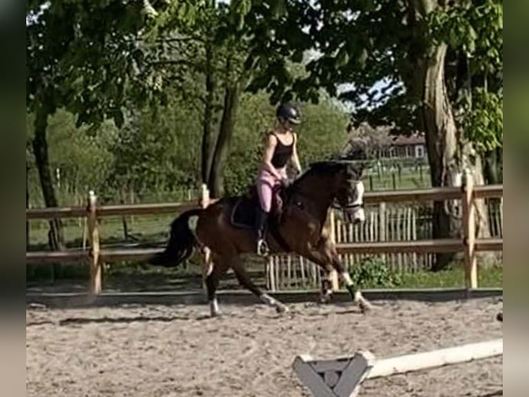Pony tedesco Castrone 10 Anni 147 cm Baio in Tinningstedt