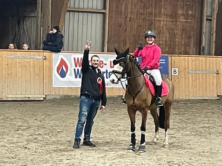 Pony tedesco Castrone 10 Anni 147 cm Baio in Tinningstedt