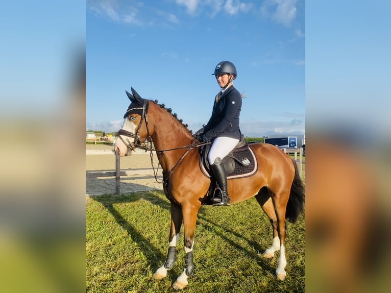 Pony tedesco Castrone 10 Anni 147 cm Baio in Tinningstedt