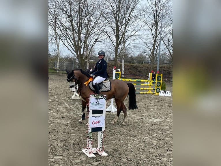 Pony tedesco Castrone 10 Anni 147 cm Baio in Tinningstedt