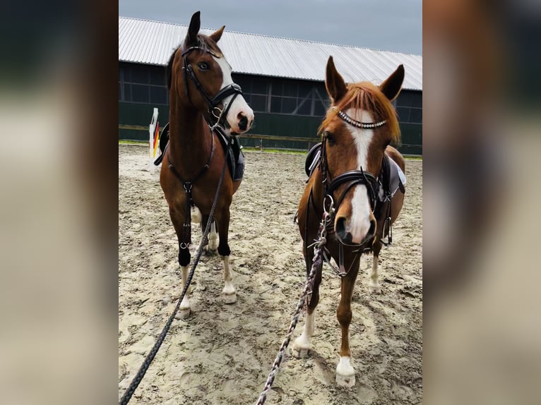 Pony tedesco Castrone 10 Anni 147 cm Baio in Tinningstedt