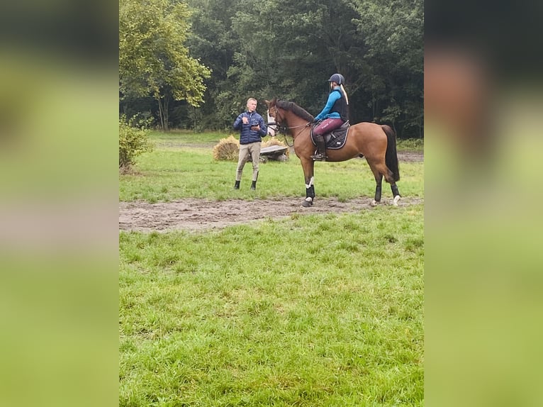 Pony tedesco Castrone 10 Anni 147 cm Baio in Tinningstedt