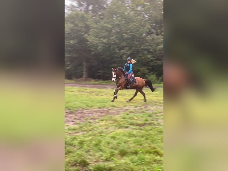 Pony tedesco Castrone 10 Anni 147 cm Baio in Tinningstedt
