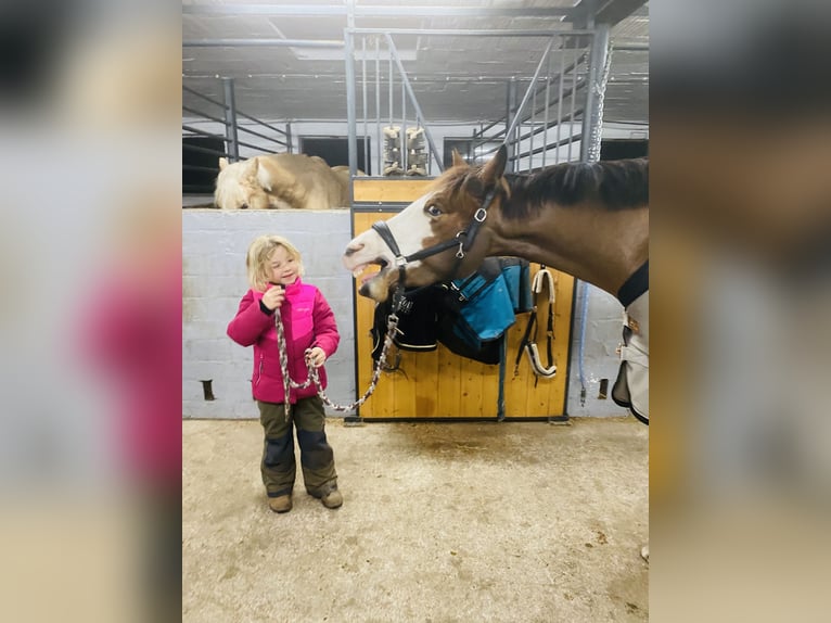 Pony tedesco Castrone 10 Anni 147 cm Baio in Tinningstedt