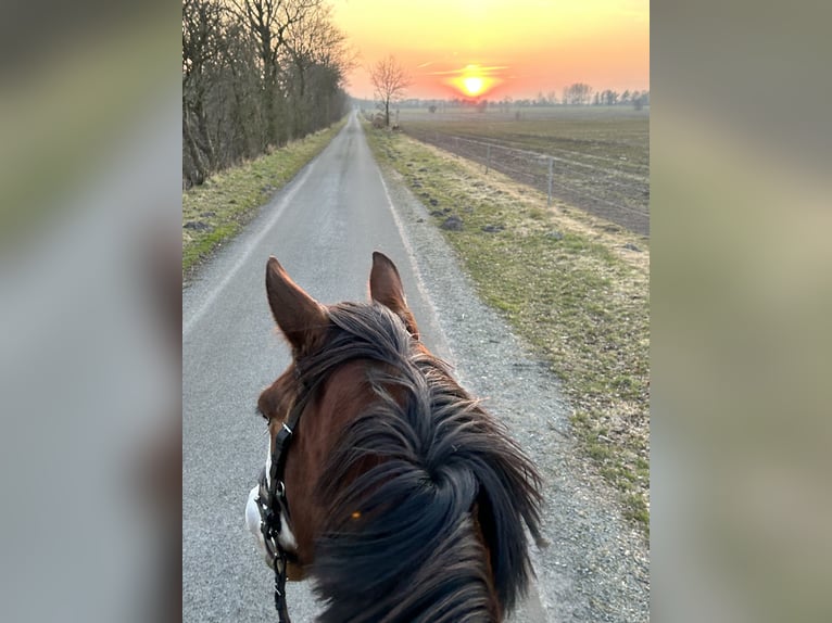Pony tedesco Castrone 10 Anni 147 cm Baio in Tinningstedt