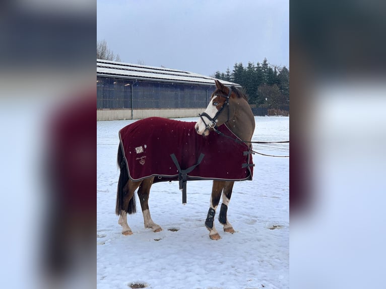 Pony tedesco Castrone 10 Anni 147 cm Baio in Tinningstedt