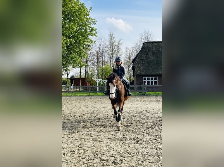 Pony tedesco Castrone 10 Anni 147 cm Baio in Tinningstedt