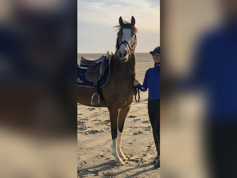 Pony tedesco Castrone 10 Anni 147 cm Baio in Tinningstedt