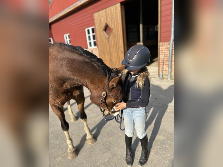 Pony tedesco Castrone 10 Anni 147 cm Baio in Tinningstedt