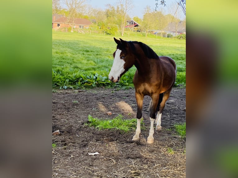 Pony tedesco Castrone 10 Anni 147 cm Baio in Tinningstedt
