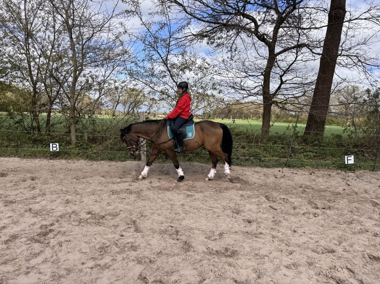 Pony tedesco Castrone 10 Anni 147 cm Baio in Zetel