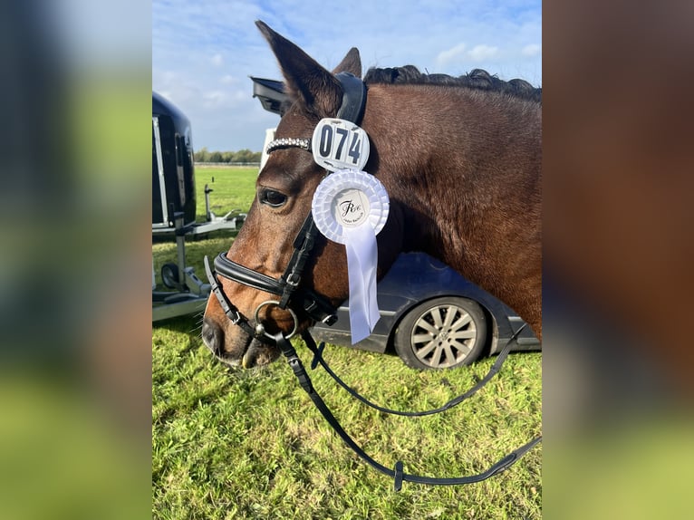 Pony tedesco Castrone 10 Anni 147 cm Baio in Zetel