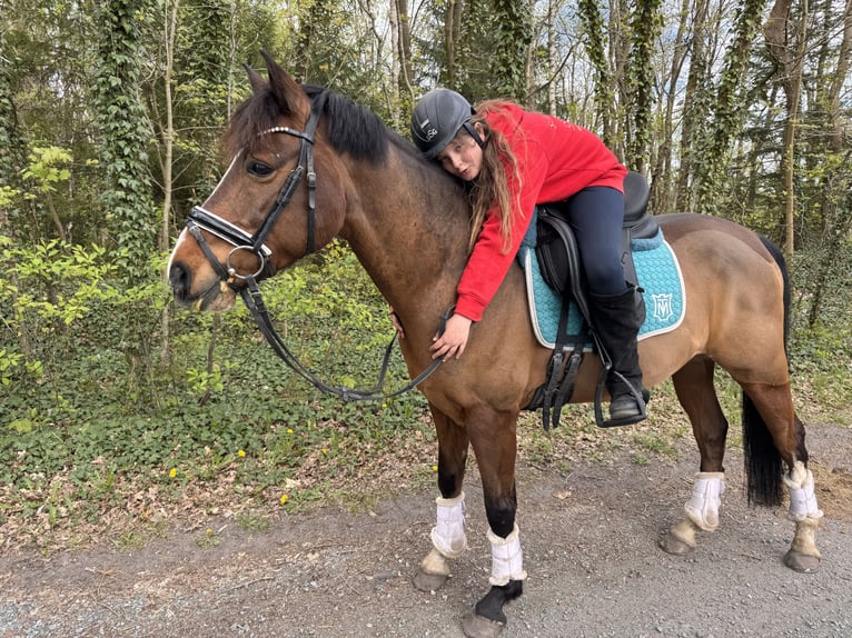 Pony tedesco Castrone 10 Anni 147 cm Baio in Zetel