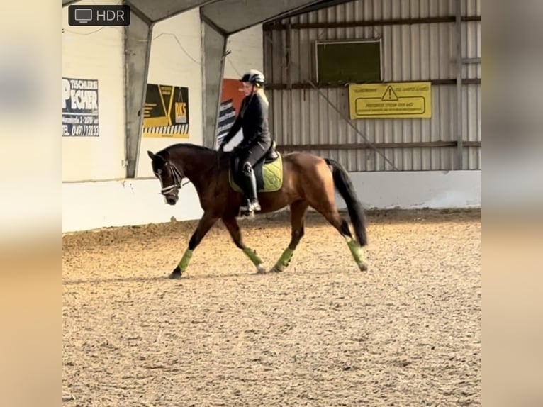 Pony tedesco Castrone 10 Anni 147 cm Baio in Zetel