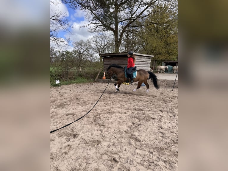 Pony tedesco Castrone 10 Anni 147 cm Baio in Zetel