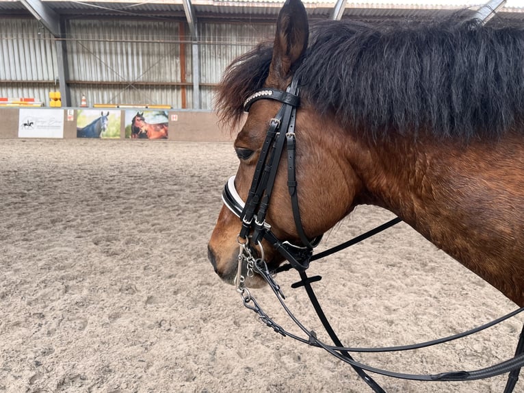 Pony tedesco Castrone 10 Anni 147 cm Baio in Zetel
