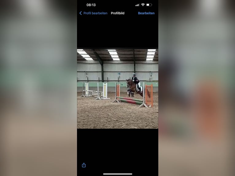 Pony tedesco Castrone 10 Anni 147 cm Baio in Zetel