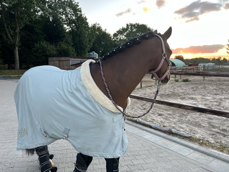 Pony tedesco Castrone 10 Anni 147 cm Baio in Zetel